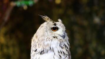 An owl turns its head around in a natural setting. video