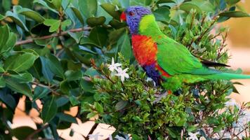 Vibrant lorikeets interact and feed among green foliage and a white bowl, captured in bright natural light video