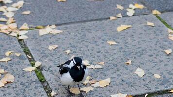 A magpie lark walks on a leaf-covered pavement video