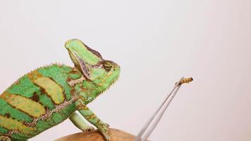 A veiled chameleon interacts with a worm held by tweezers in a well-lit, neutral environment video