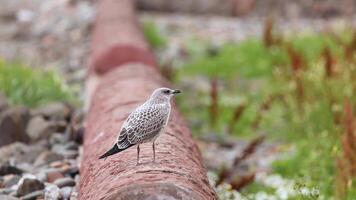 Gull standing on a pipe in Fife video