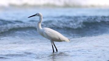 White egret walking, hunting in ocean waves video