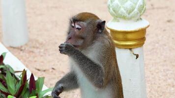 Monkey explores and interacts with environment video