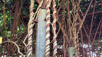 Vines entwined around structure with hanging lanterns video
