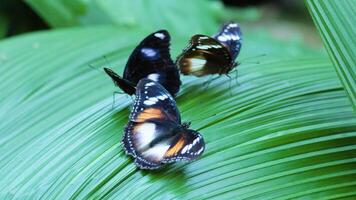 Two butterflies interacting on a green leaf video