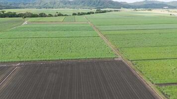Lush green fields with clear sky backdrop video