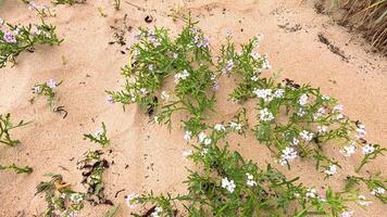 Plants growing on sandy beach in Fife video