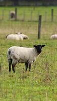 A Clun Forest sheep stands in a lush green field, surrounded by a serene pastoral landscape under natural daylight video