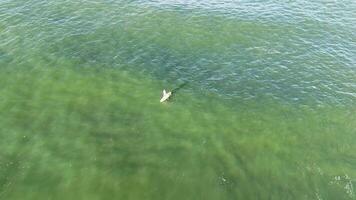 Drone captures a lone paddleboarder navigating serene, green waters under bright sunlight, showcasing tranquility and outdoor adventure video