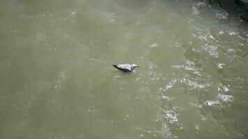 A seagull calmly floats on the sea surface video