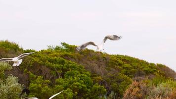 A flock of red-billed gulls gracefully flies over lush greenery in Ocean Grove, Australia. Natural lighting enhances the serene coastal scene video