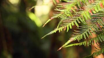 Close-up of fern leaf in rainforest setting video