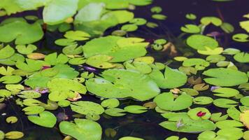 Green water lilies and aquatic plants float peacefully on a pond in Thailand, creating a calming natural scene with gentle reflections video