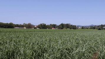 Agricultural field with changing sunlight and shadows video