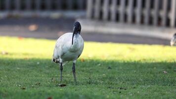 Ibis walking on grass in Melbourne Zoo video
