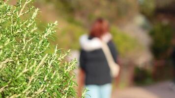 People walking near lush greenery and scenic views video