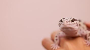 A leopard gecko is gently held and petted by a hand in soft lighting video