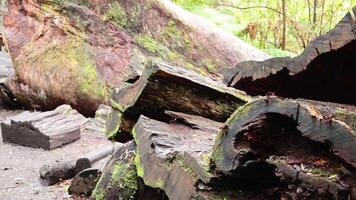 Large moss-covered log in a forest path video
