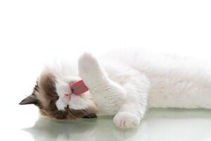 Fluffy ragdoll cat lying on a white studio background photo