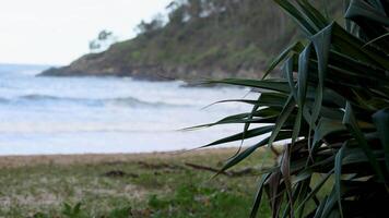 A tranquil beach scene with gentle waves and lush greenery under soft, natural lighting at Coffs Harbour, Australia video