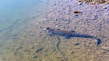Aerial view of a saltwater crocodile in a river, showcasing its natural habitat and behavior in Port Douglas, Australia video