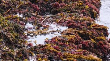 Dynamic waves crash against a rocky shoreline covered in seaweed, captured with natural lighting at Port Campbell, Australia video