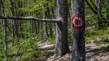 Trail markers with red dot and circle signs in forest for hikers photo