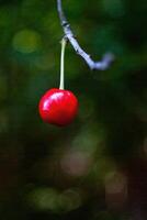 Cherry is hanging from a tree branch. Phone wallpaper. Vertical background. photo