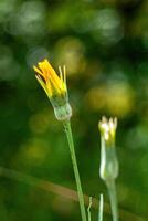 Flower with a stem is in the foreground of a green background. Phone wallpaper. Vertical background. photo