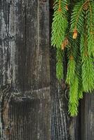 Wooden frame with a green branch of pine trees on it. Vertical phone wallpaper photo