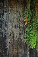 Branch of a tree with a few cones on it. Vertical phone wallpaper photo