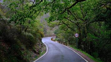 A winding mountain road through a lush green forest, with a speed limit sign visible on the right. photo