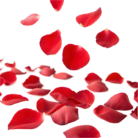 Falling red rose petals scattered in motion isolated on transparent background png