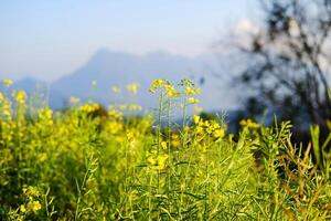 Blooming fresh yellow Canola Rape flowers meadow in wildflower and forest with blue sky on mountain photo