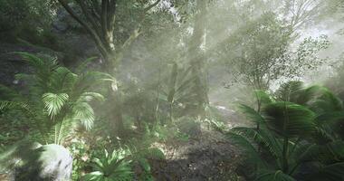 Realistic CGI Radiant Forest Scene video