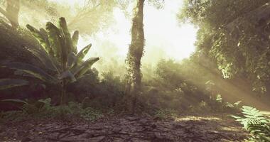 CGI Nature in Sunbeams video