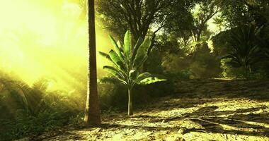 Surreal CGI Radiant Forest Scene video