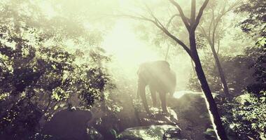 Cinematic CGI elephant in a jungle or forest environment, with sunlight filtering through the trees video