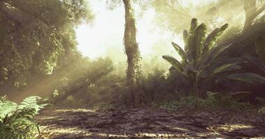 Realistic CGI Daylight in Dense Woods video