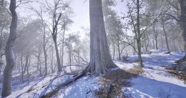CGI tall trees video