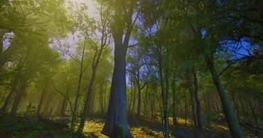 Stunning CGI Sunbeams in Tall Trees video