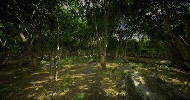 CGI dense forest with large trees video