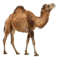 A dromedary camel standing isolated on transparent background png