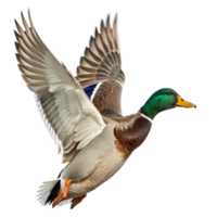 A mallard duck in flight isolated on transparent background png