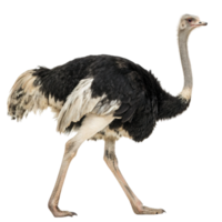 An ostrich walking isolated on transparent background in profile view png