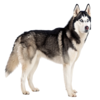 A siberian husky dog standing isolated on transparent background png
