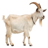 A white goat standing isolated on transparent background png