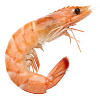 A cooked shrimp isolated on transparent background, showing its texture png