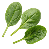 Three fresh spinach leaves isolated on transparent background png