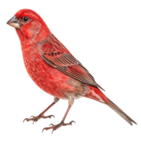 A red house finch isolated on transparent background png